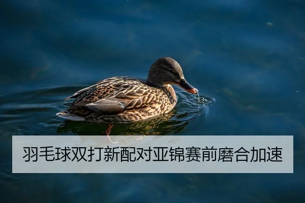 羽毛球双打新配对亚锦赛前磨合加速